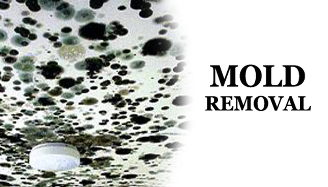 Mold Removal and Prevention